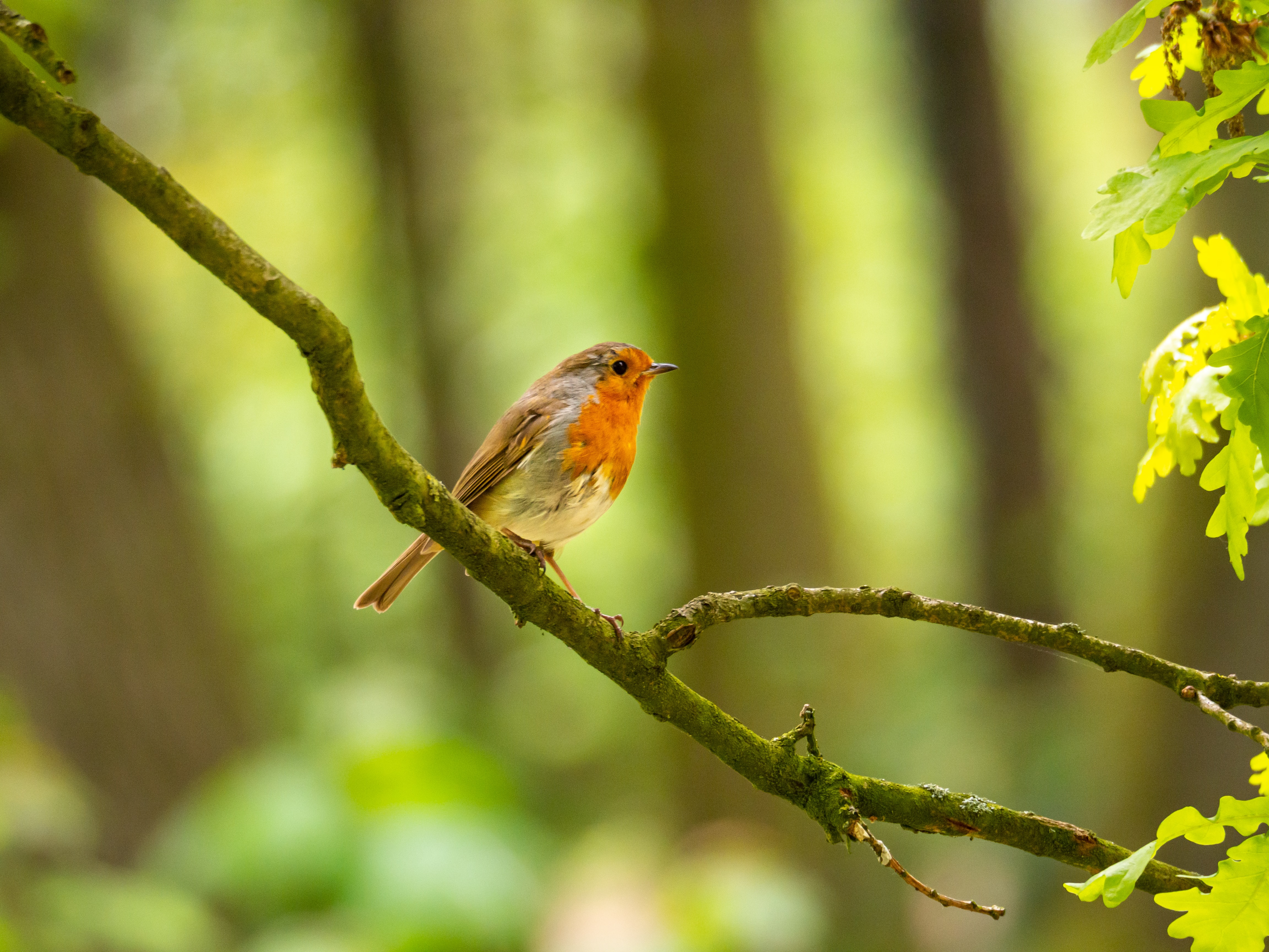 Robin